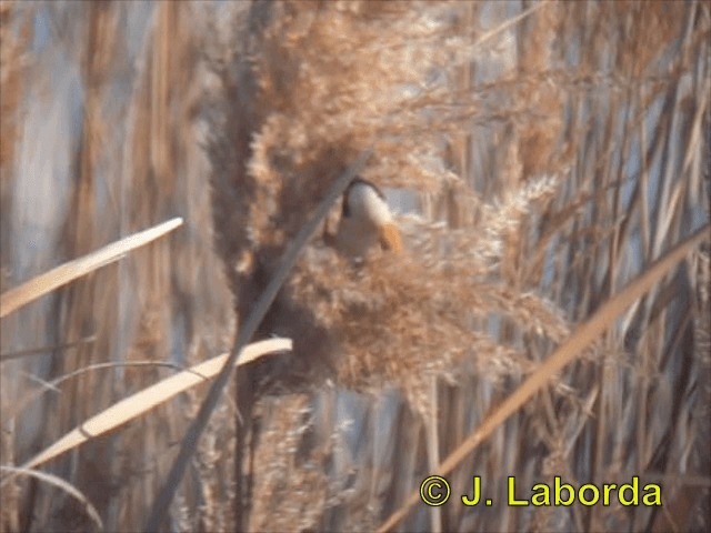 Beutelmeise - ML201907101