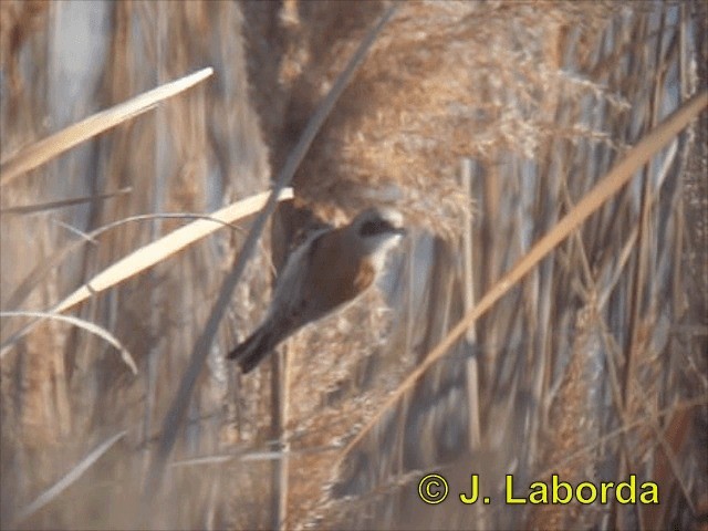 Eurasian Penduline-Tit - ML201907171