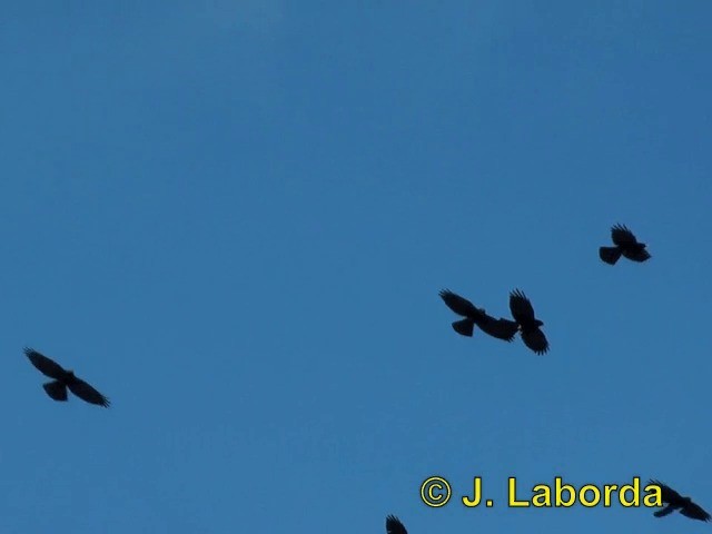 Yellow-billed Chough - ML201907221