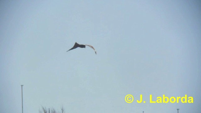 Red Kite (Red) - ML201907461