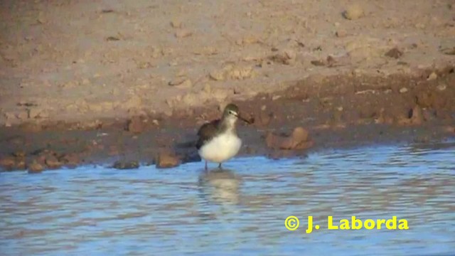 Green Sandpiper - ML201908711