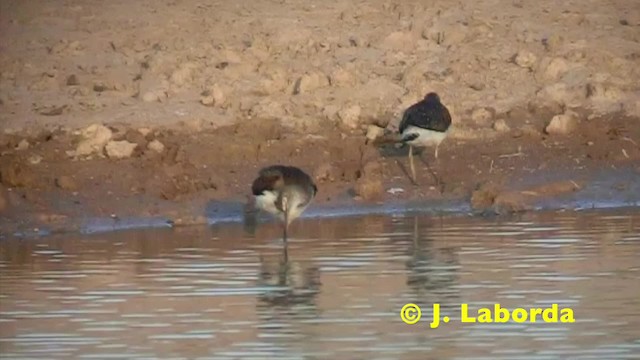 Green Sandpiper - ML201908761