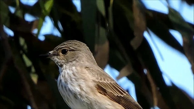 Spotted Flycatcher (Spotted) - ML201908951