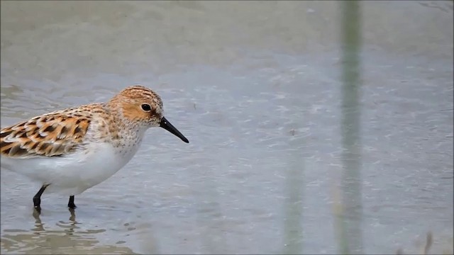 Little Stint - ML201908961