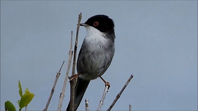 Fauvette mélanocéphale - ML201908981