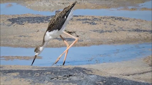 Black-winged Stilt - ML201909061