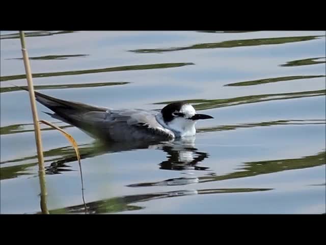 Black Tern (Eurasian) - ML201909201