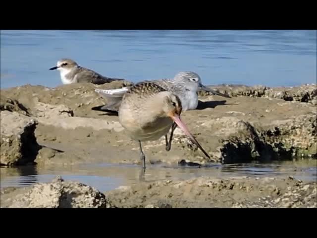 Barge rousse (groupe lapponica) - ML201909221