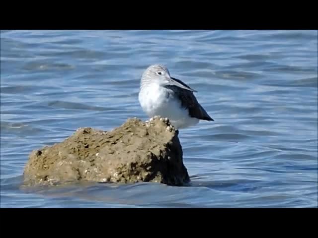 Common Greenshank - ML201909231