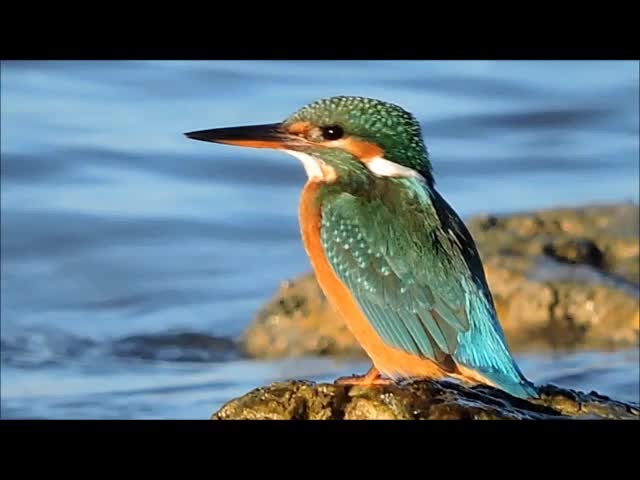 Common Kingfisher (Common) - ML201909271