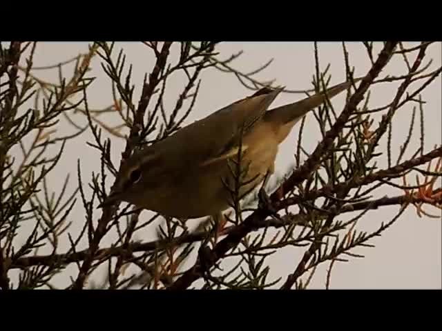 Common Chiffchaff (Common) - ML201909381