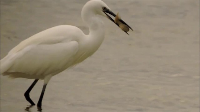 Little Egret (Western) - ML201909391