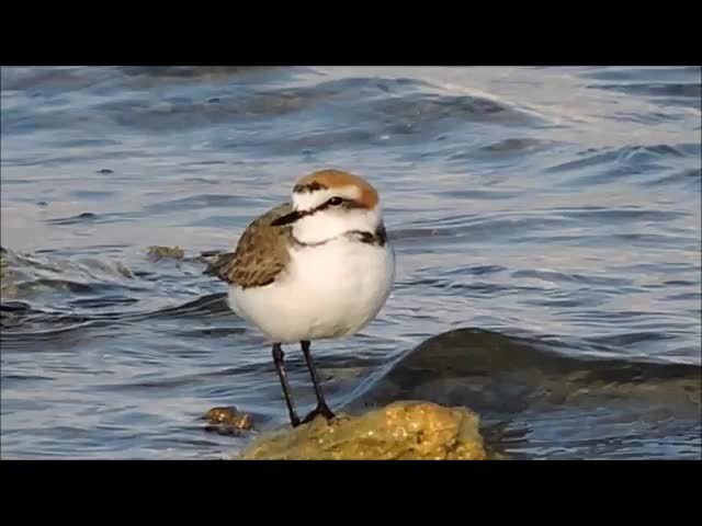 Kentish Plover (Kentish) - ML201909501