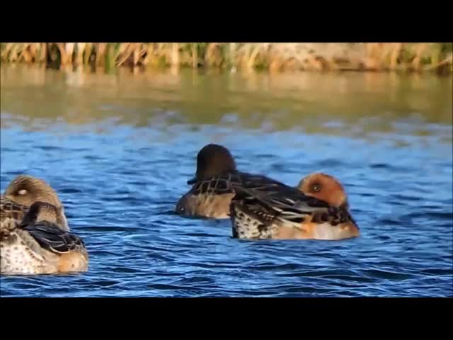 Eurasian Wigeon - ML201909511