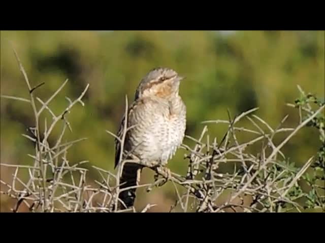 Eurasian Wryneck - ML201909561