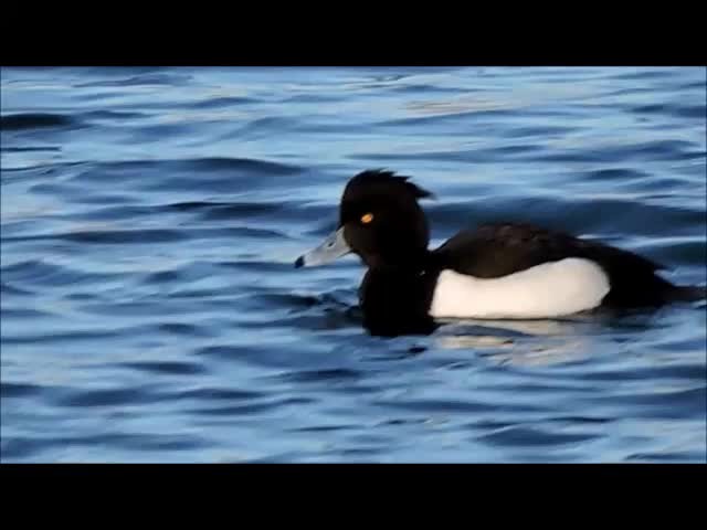 Tufted Duck - ML201909641