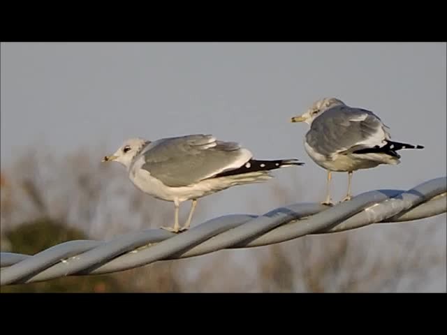 Сизая чайка (Европейская) - ML201909651