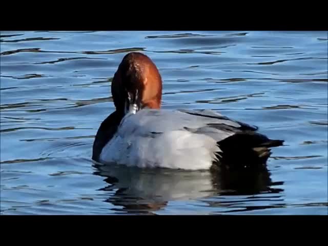 Common Pochard - ML201909661