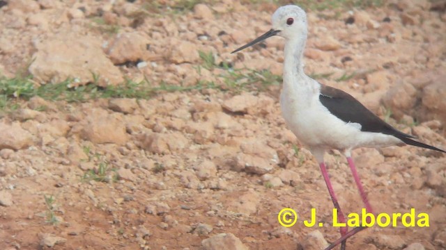 Black-winged Stilt - ML201911291