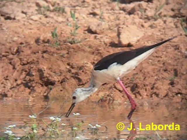 Black-winged Stilt - ML201911421