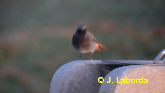 Colirrojo Tizón (gibraltariensis/aterrimus) - ML201911601