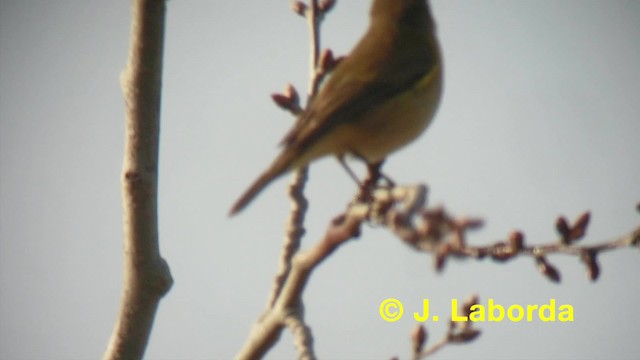 Common Chiffchaff (Common) - ML201911761