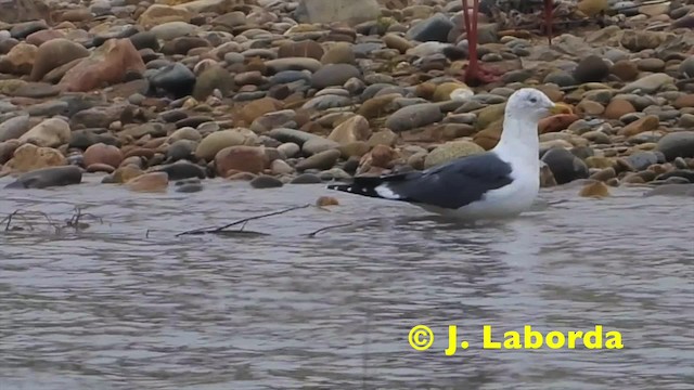 Lesser Black-backed Gull - ML201912161