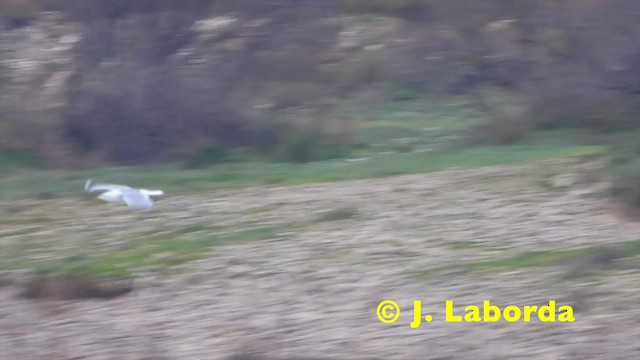 שחף צהוב-רגל (ים תיכוני) - ML201912171