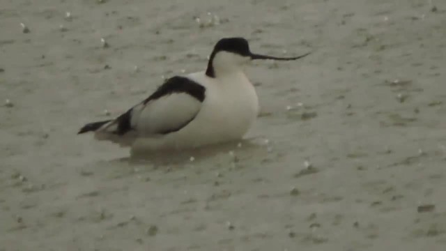 Avocette élégante - ML201912361