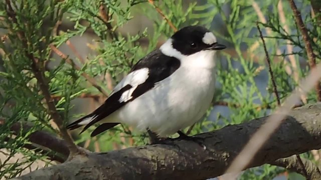 Collared Flycatcher - ML201912371