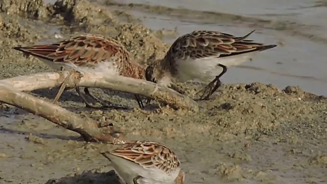 Little Stint - ML201912431