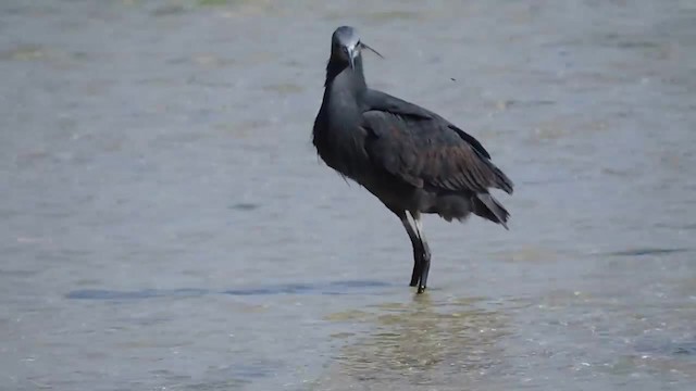 Black Heron - ML201912521