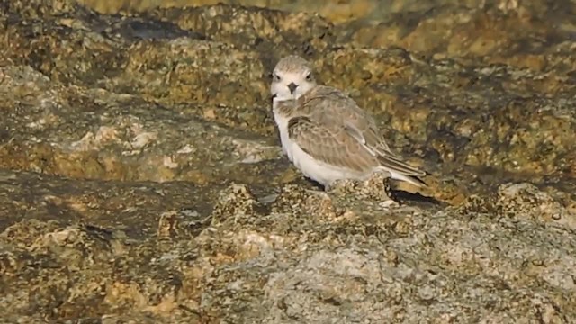 Kentish Plover (Kentish) - ML201912561