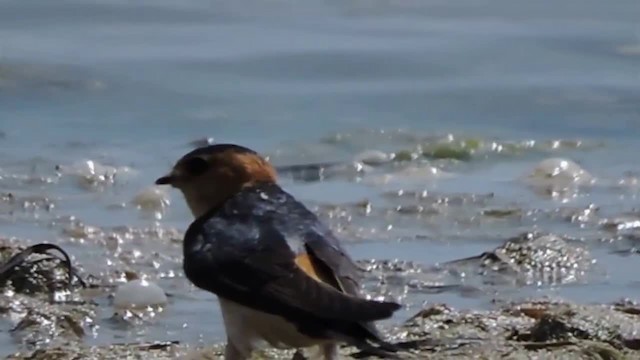 Red-rumped Swallow (Red-rumped) - ML201912571