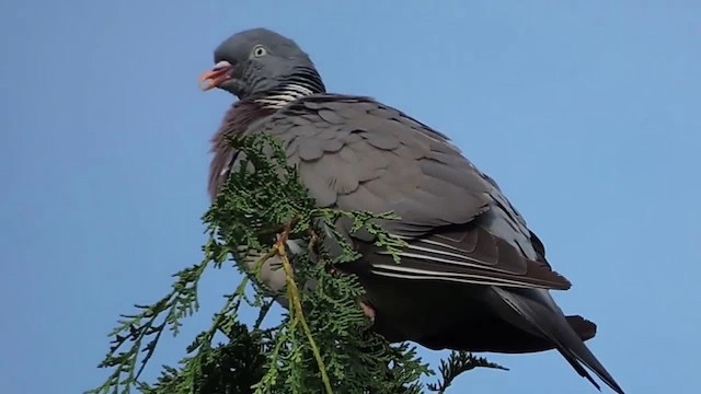 Common Wood-Pigeon (White-necked) - ML201912601