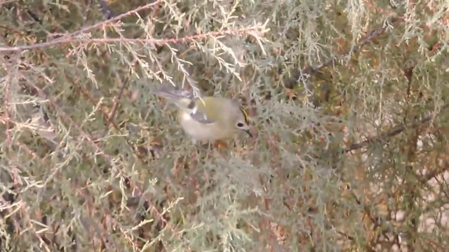 Goldcrest (European) - ML201912641