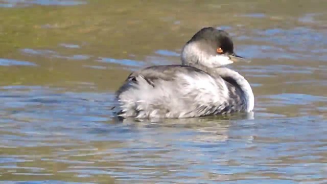 Eared Grebe - ML201912661