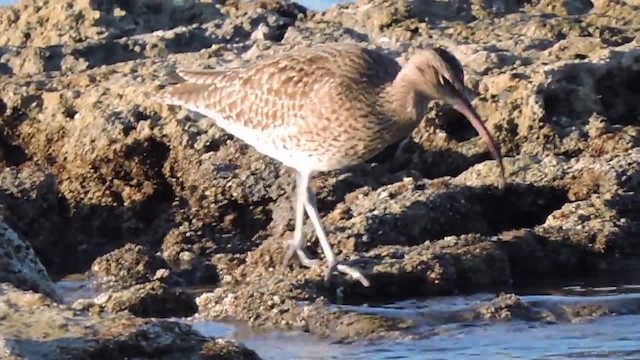 チュウシャクシギ（phaeopus） - ML201912691