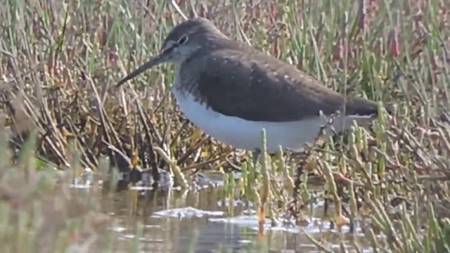 Green Sandpiper - ML201912701