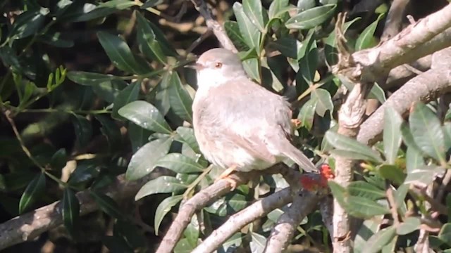 Curruca Carrasqueña Oriental - ML201912781