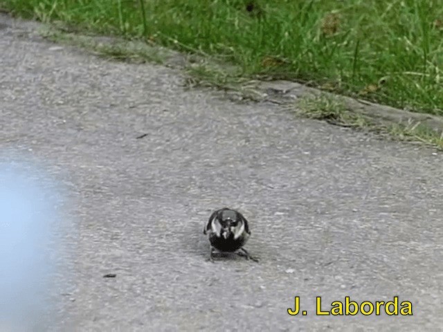 House Sparrow - ML201913101