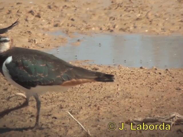 Northern Lapwing - ML201913281