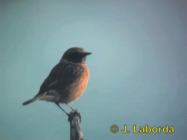 European Stonechat - ML201913381