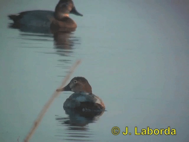 Common Pochard - ML201913411