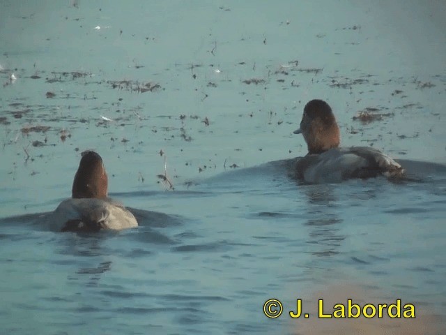 Common Pochard - ML201913451