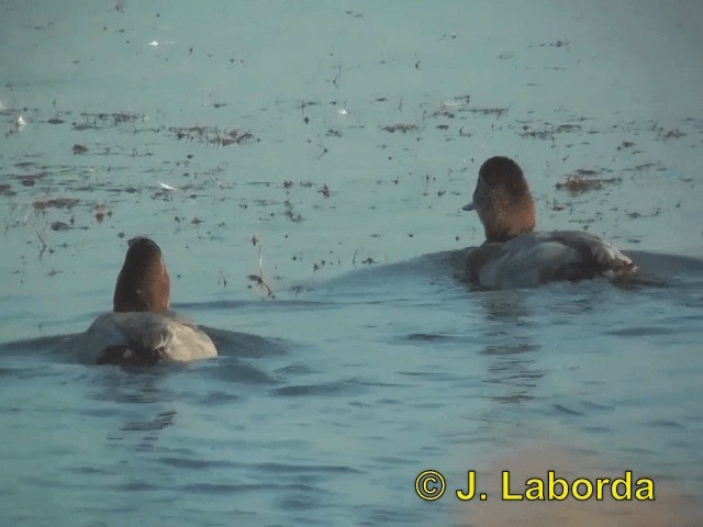 צולל חלודי - ML201913451