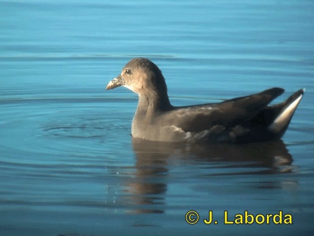 Eurasian Moorhen - ML201913521