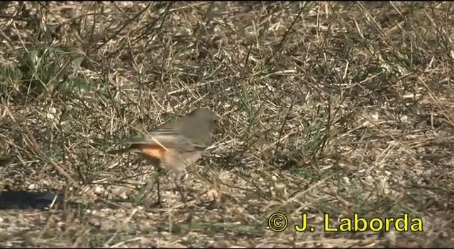 Colirrojo Tizón (gibraltariensis/aterrimus) - ML201913541