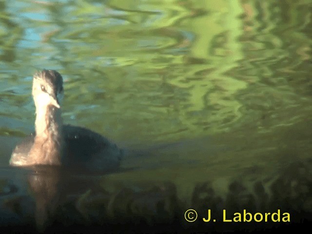 Little Grebe (Little) - ML201913571