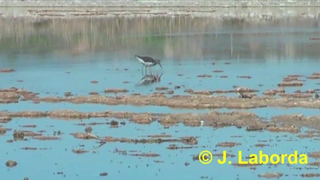 Green Sandpiper - ML201913761